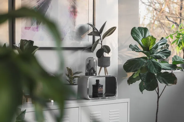 Houseplant Styling for Absolute Beginners: Essentials