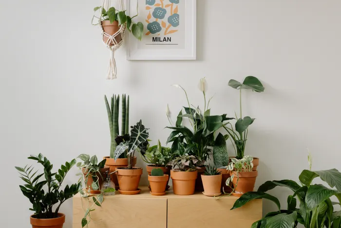 Keeping Houseplant Styling Affordable