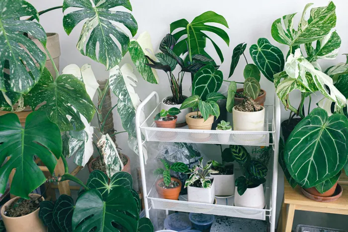 Reducing Waste While Practicing Houseplant Styling