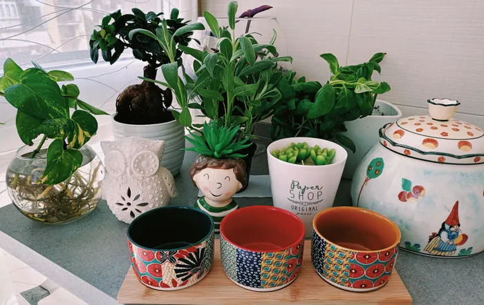 Improving Consistency With Houseplant Styling