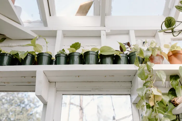 Building a Repeatable Houseplant Styling Routine